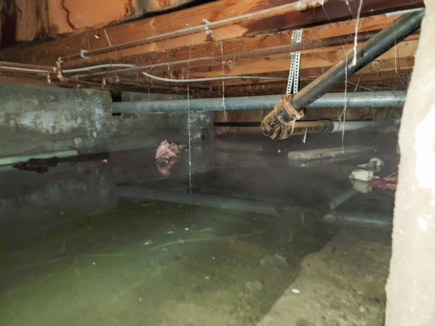 Best Water damage restoration near me  in Hasley Nyon, CA