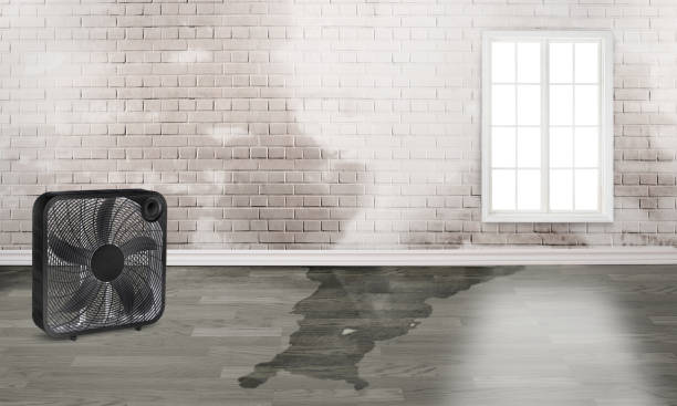 Best Ceiling water damage repair  in Hasley Nyon, CA